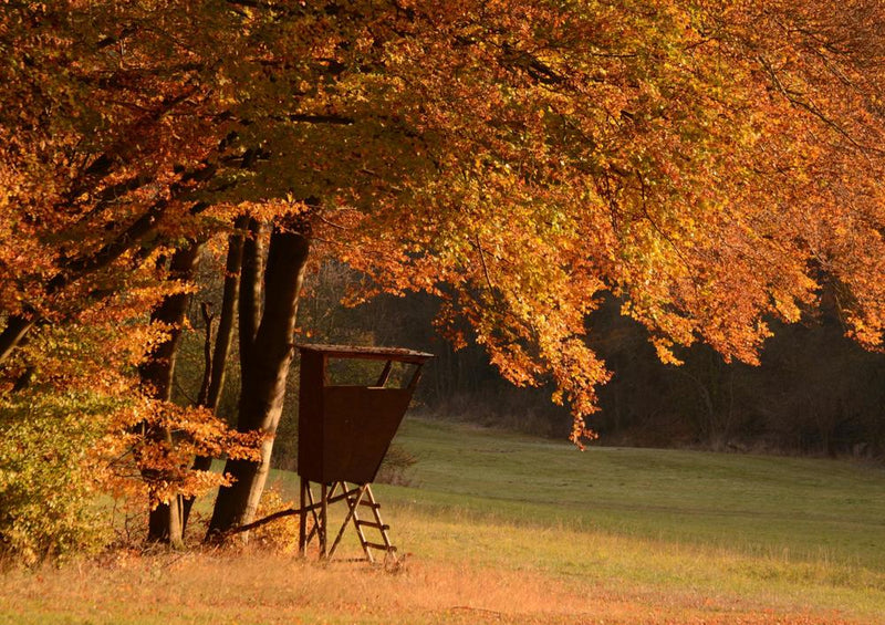 22794 Natur - Hochsitz am Waldrand