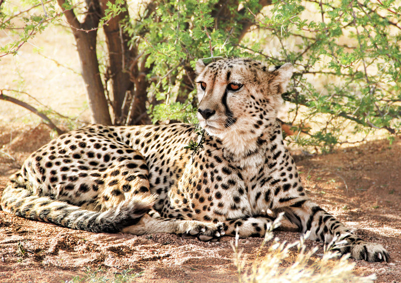 75844 Tierwelt - Leopard
