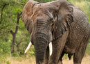 84726 Natur - Elefant