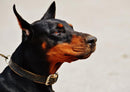 30551 Tierwelt - Dobermann