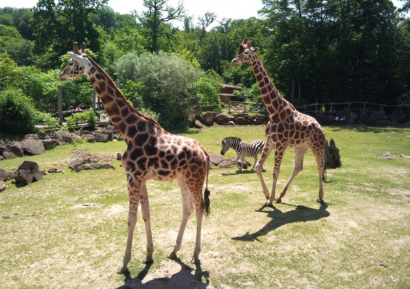 75068 Tierwelt - Tierpark