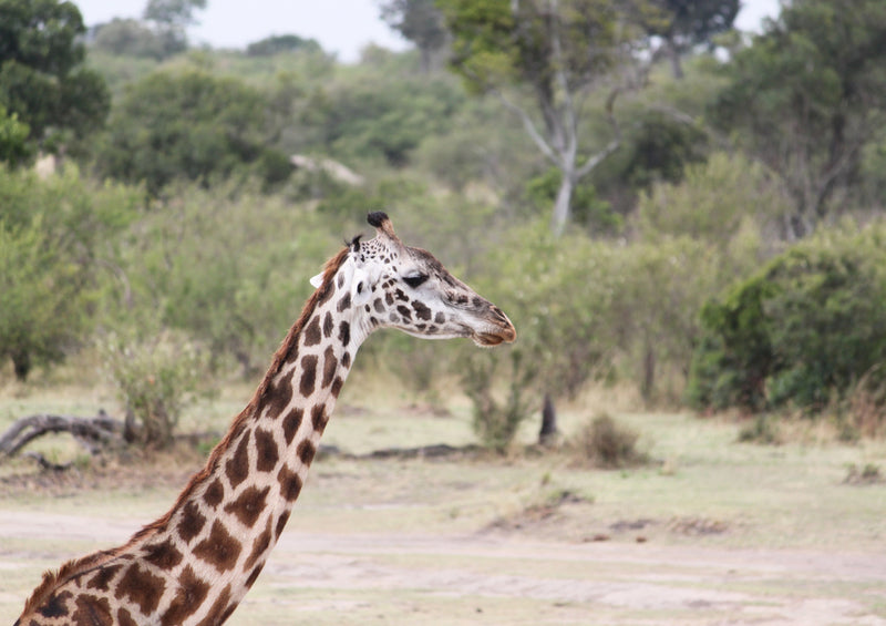 78100 Natur - Giraffe