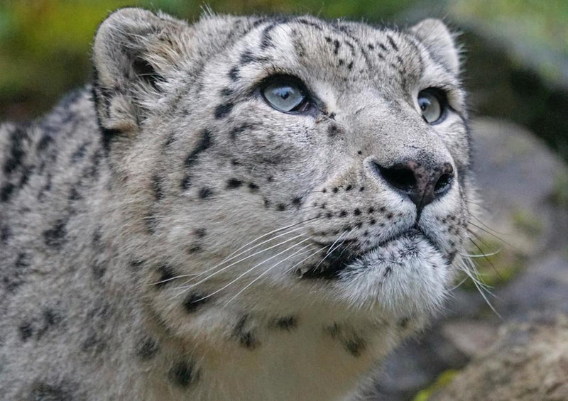 17555 Tierwelt - Schnee-Leopard