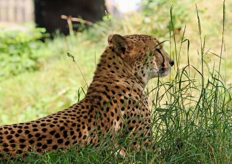 83498 Tierwelt - Gepard