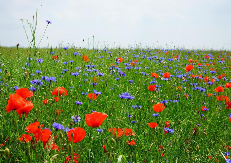 18574 Natur - Blumen-Feld