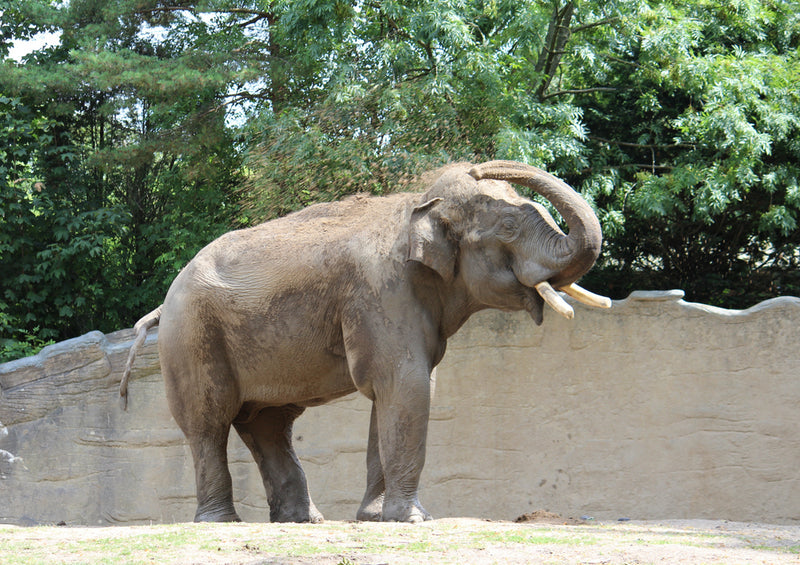 86670 Tierwelt - Elefant