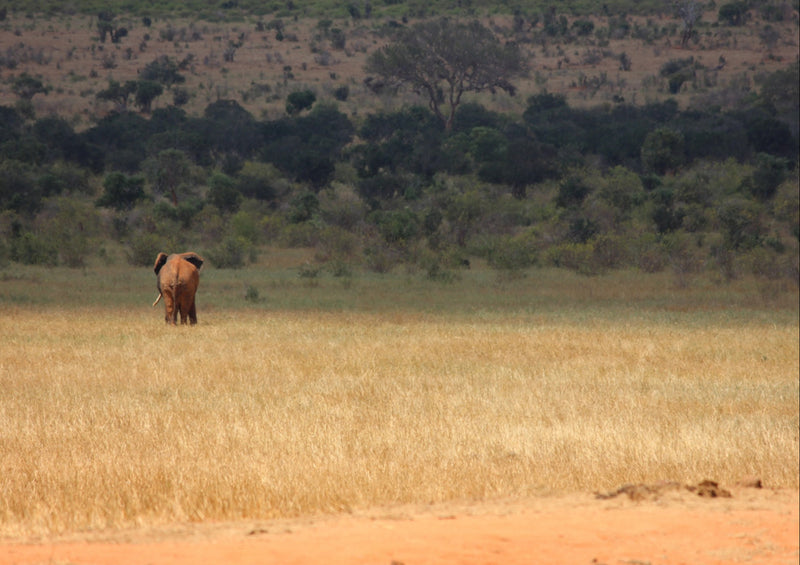 78410 Natur - Elefant