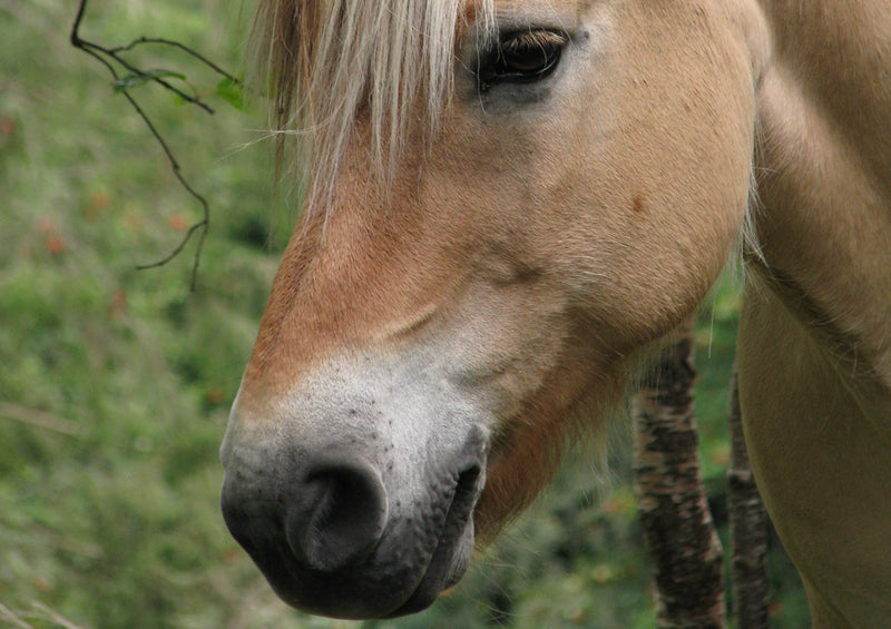 72871 Tierwelt - Pferd