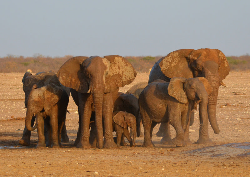 84365 Natur - Elefanten