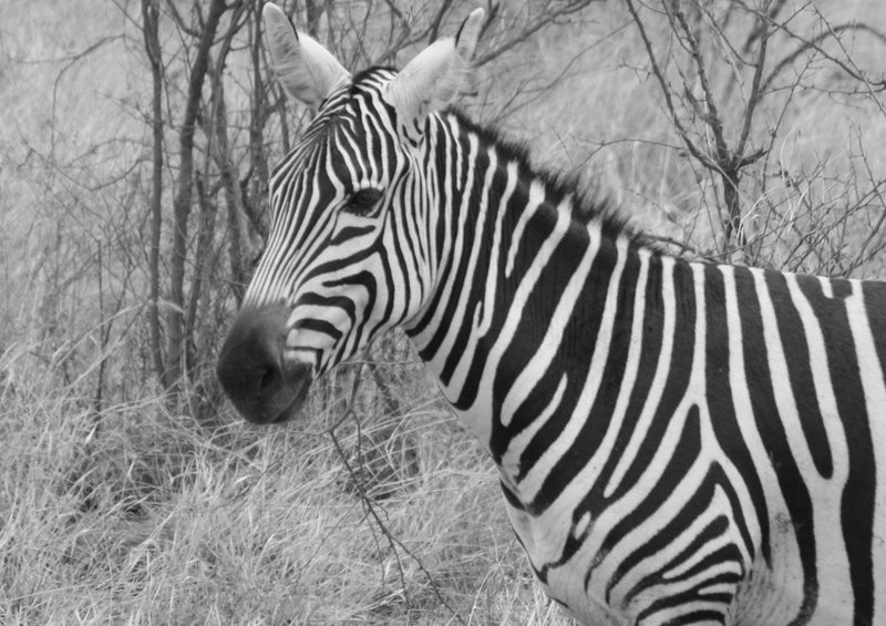 80652 Natur - Zebra