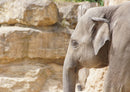 85840 Tierwelt - Elefant