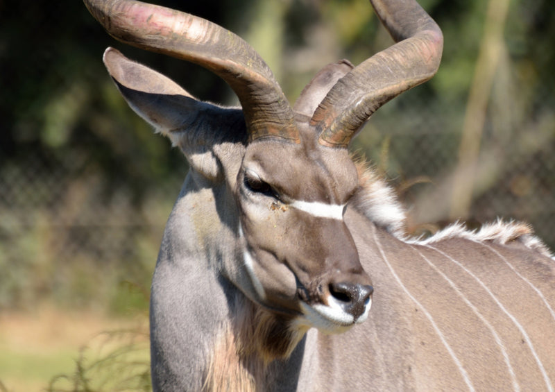 83519 Tierwelt - Kudu