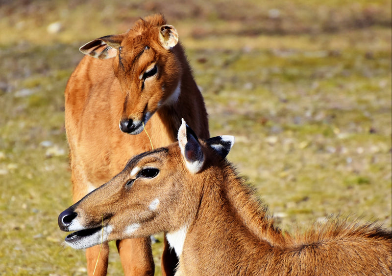 84897 Tierwelt - Ziegenantilope