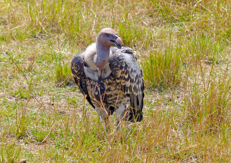 80830 Natur - Geier