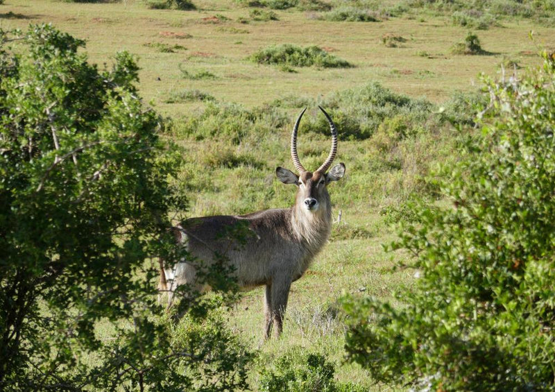 28699 Tierwelt - Antilope