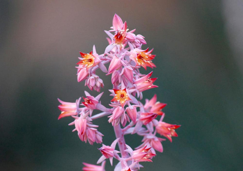 27188 Natur - Blüte