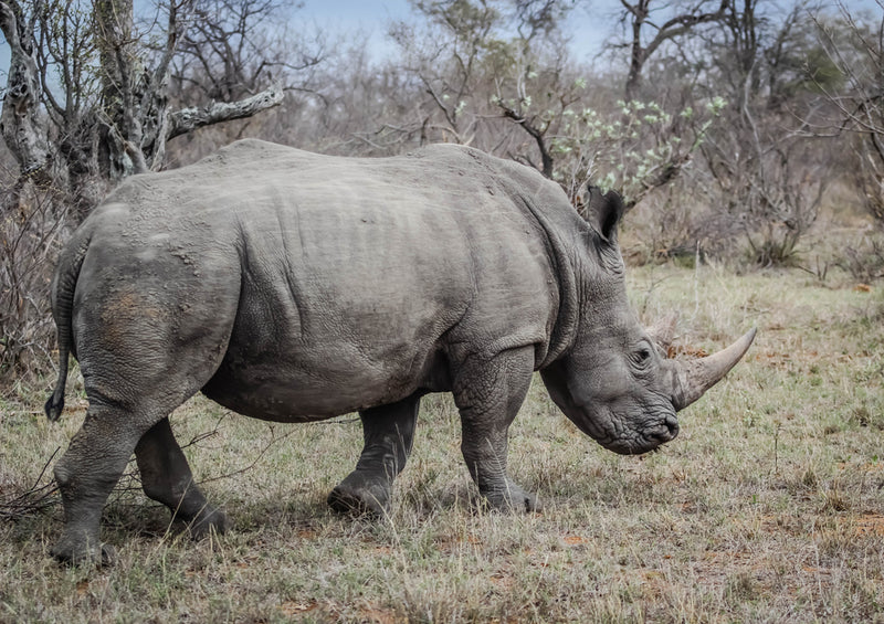 83694 Tierwelt - Nashorn