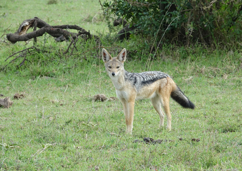 80760 Natur - Afrika