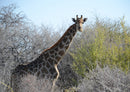 78022 Natur - Giraffe