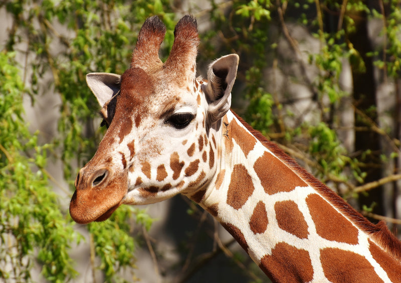 79084 Natur - Giraffe