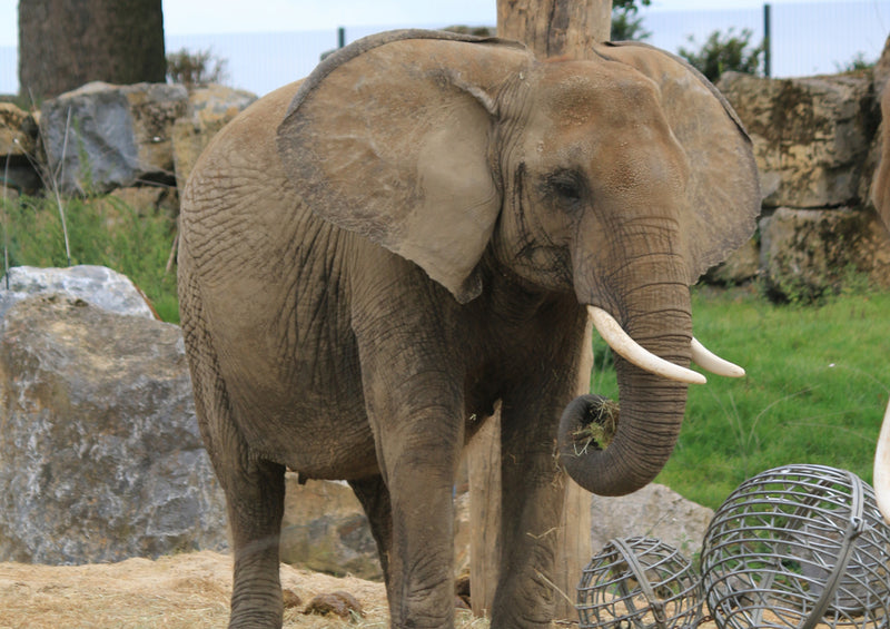 86978 Tierwelt - Elefant