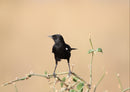 85055 Natur - Amsel