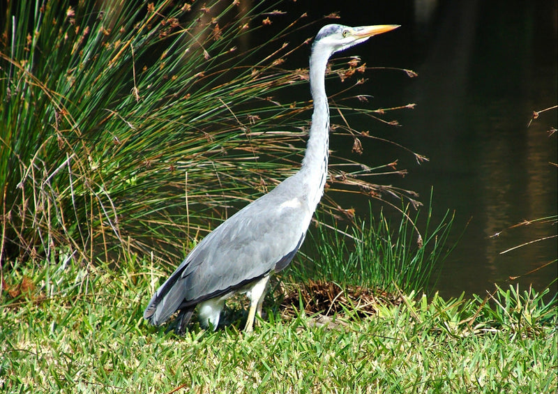 80677 Natur - Reiher