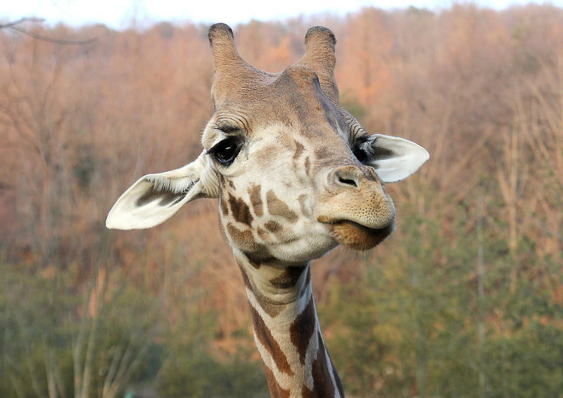 75053 Tierwelt - Giraffe