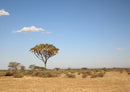 83698 Natur - Afrika