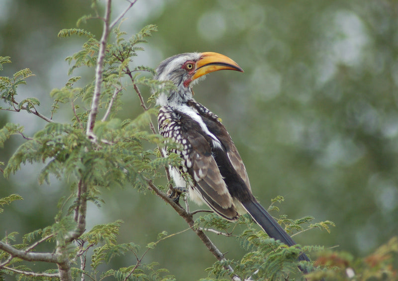 81384 Natur - Vogel