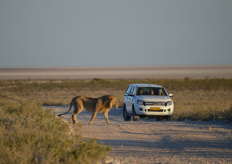 77211 Reisen - Safari