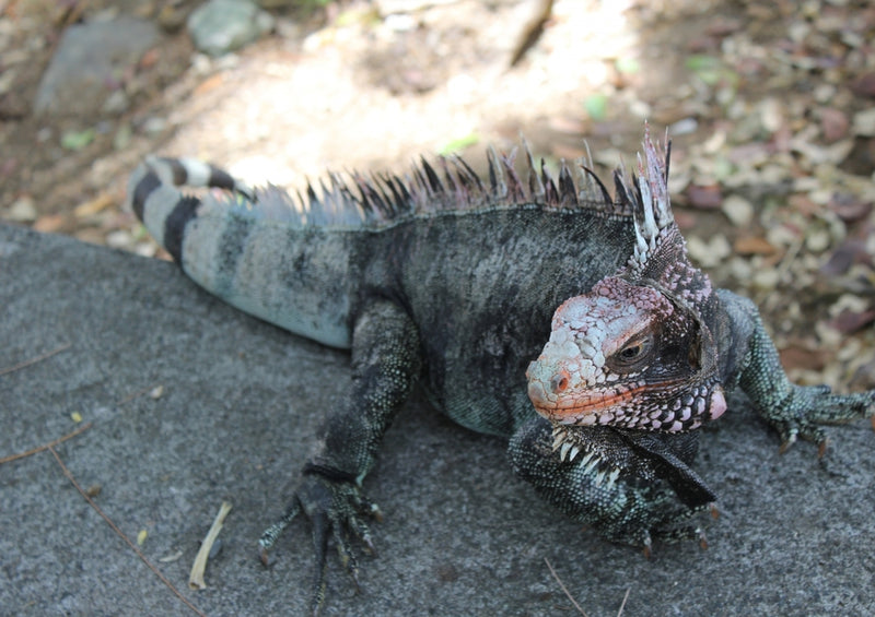 39567 Tierwelt - Leguan