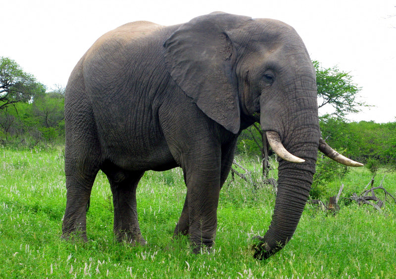 75617 Tierwelt - Elefant