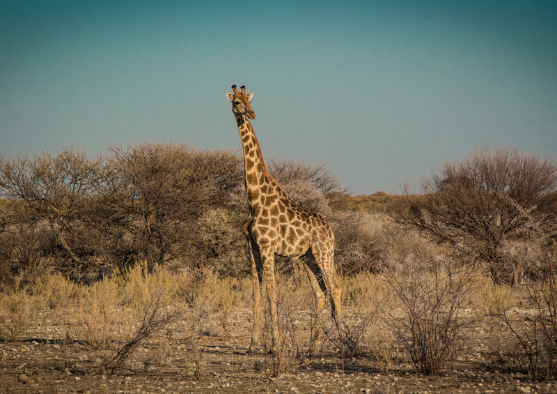 79748 Tierwelt - Giraffe