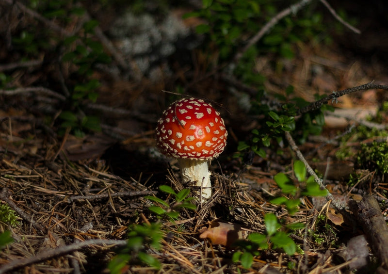 39227 Natur - Fliegen-Pilz