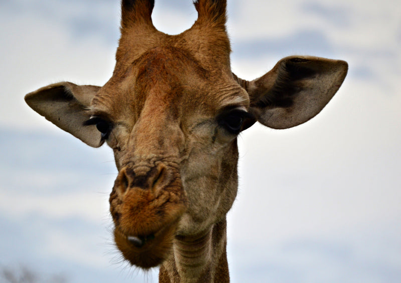 84570 Natur - Giraffe