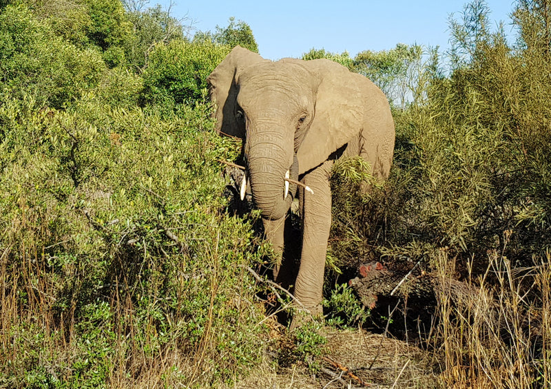 84965 Natur - Elefant