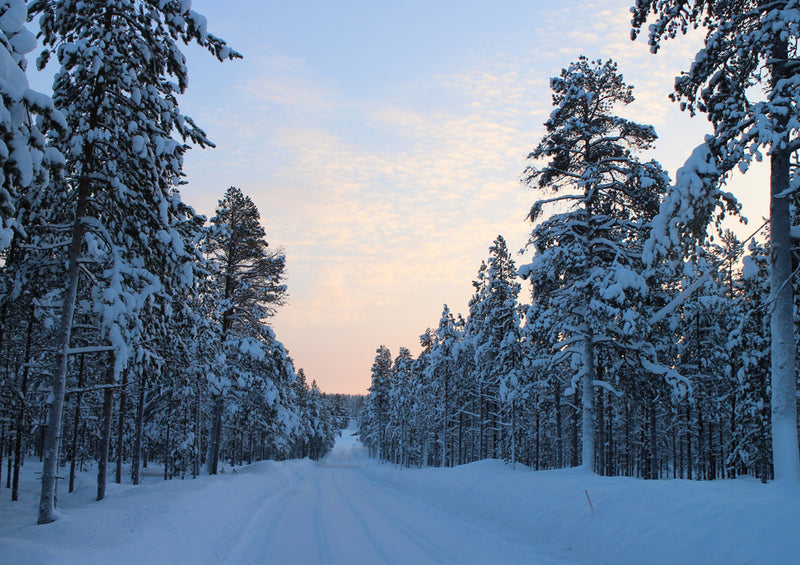 70300 Natur - Wald