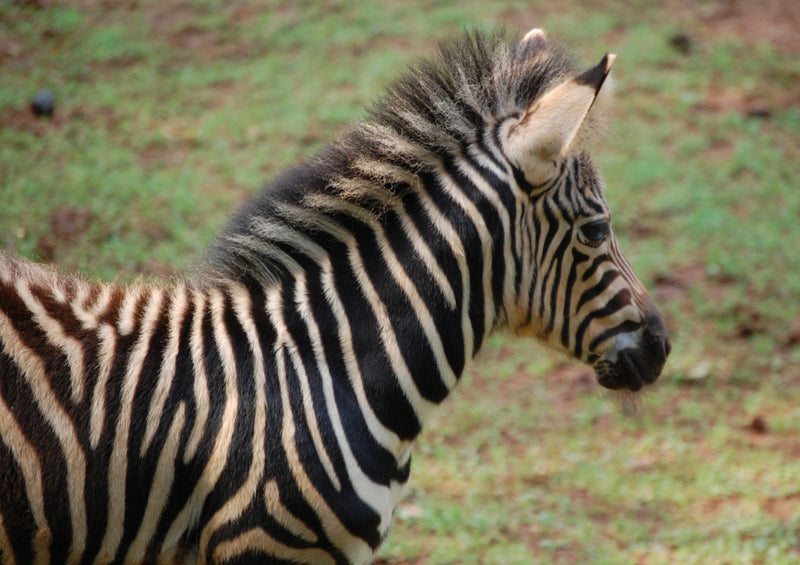 80180 Natur - Zebra