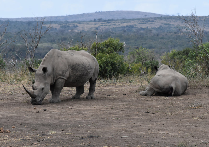 83615 Natur - Nashorn