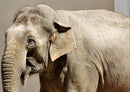 84619 Natur - Elefant