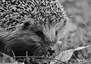 28729 Tierwelt - Igel