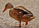 36274 Tierwelt - Ente