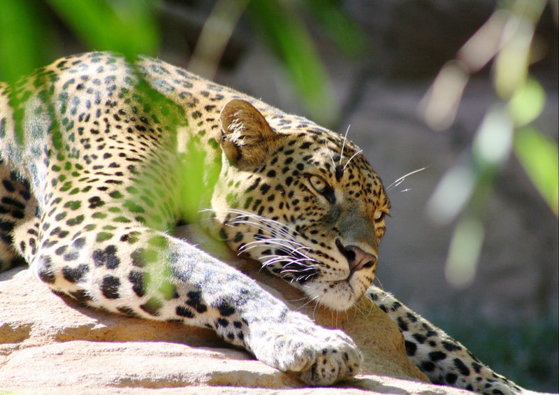 77145 Tierwelt - Leopard