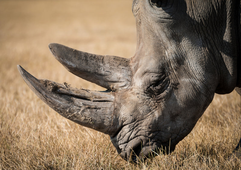 83666 Tierwelt - Nashorn