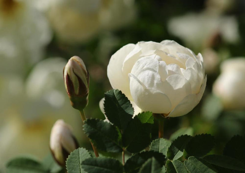 26928 Natur - Weiße Blume