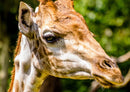 75325 Tierwelt - Giraffe