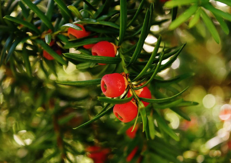 28889 Natur - Eurpäische Eibe