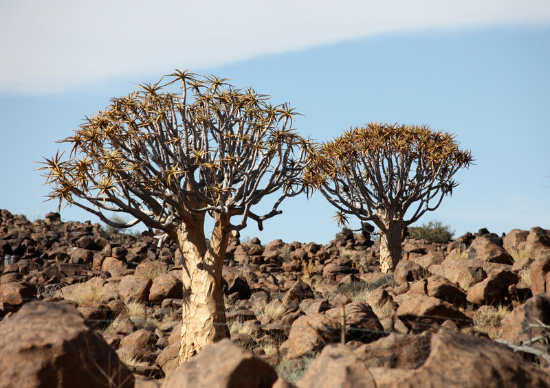 79804 Natur - Namibia