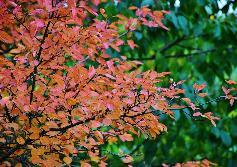 43455 Natur - Herbstblätter